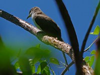 Yellow-Billed Cuckoo